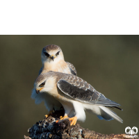 گونه کورکور بال سیاه Black-winged Kite